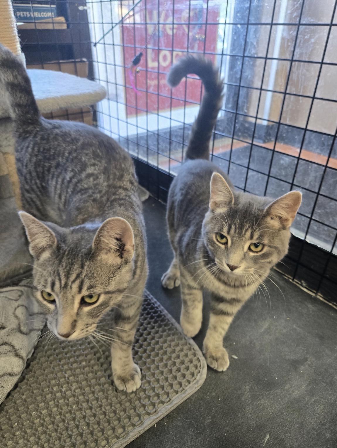 Enlarge Milo & Nala -Pet Valu Port Credit, a Adoptable Domestic Short Hair in Mississauga, ON image 4/6