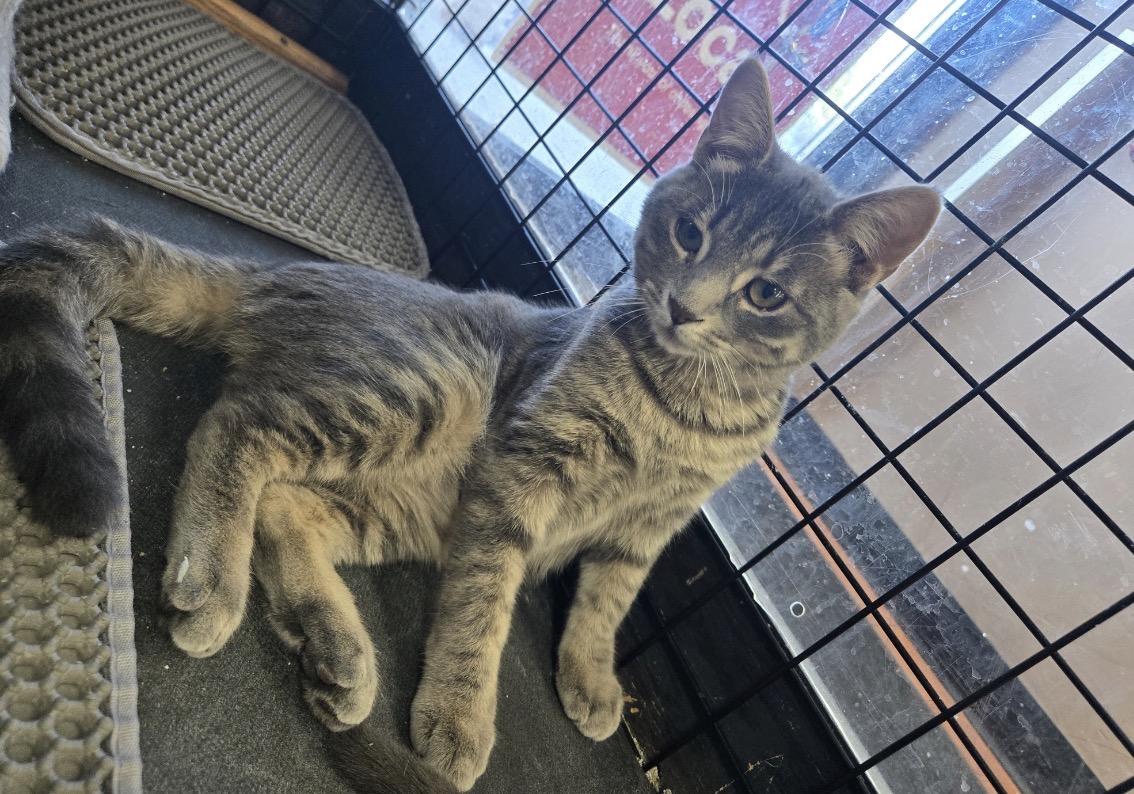 Enlarge Milo & Nala -Pet Valu Port Credit, a Adoptable Domestic Short Hair in Mississauga, ON image 5/6