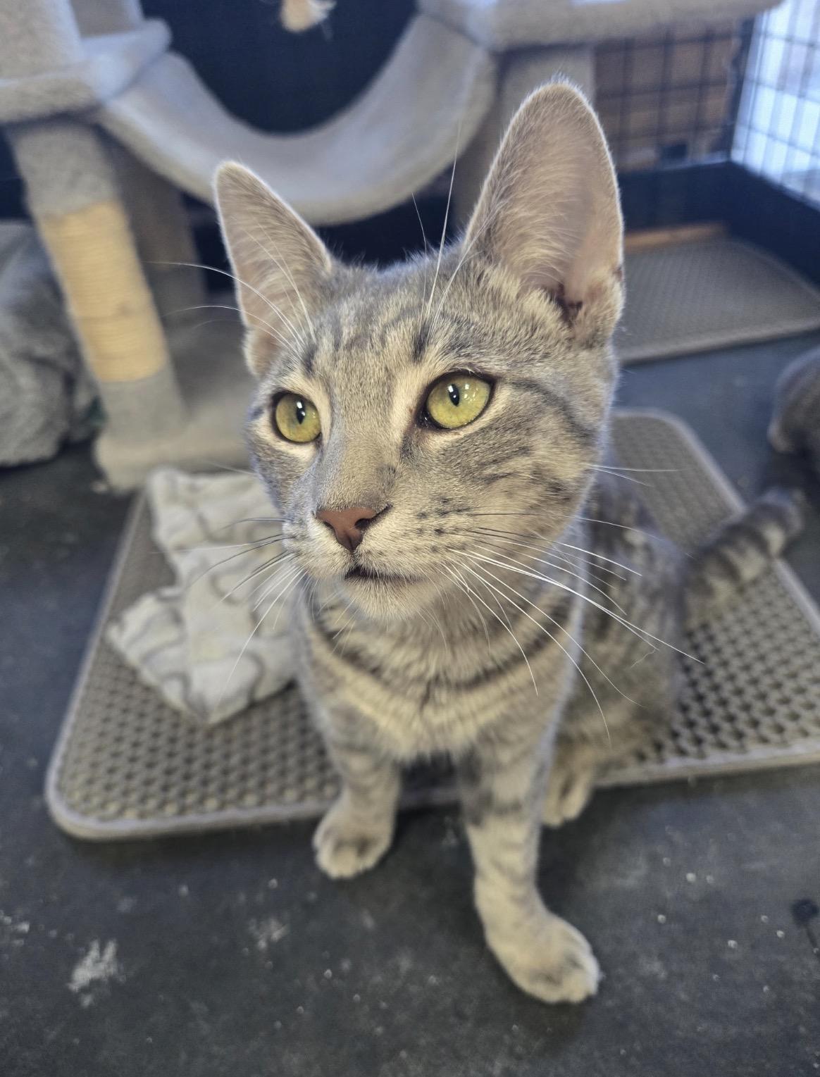 Enlarge Milo & Nala -Pet Valu Port Credit, a Adoptable Domestic Short Hair in Mississauga, ON image 3/6