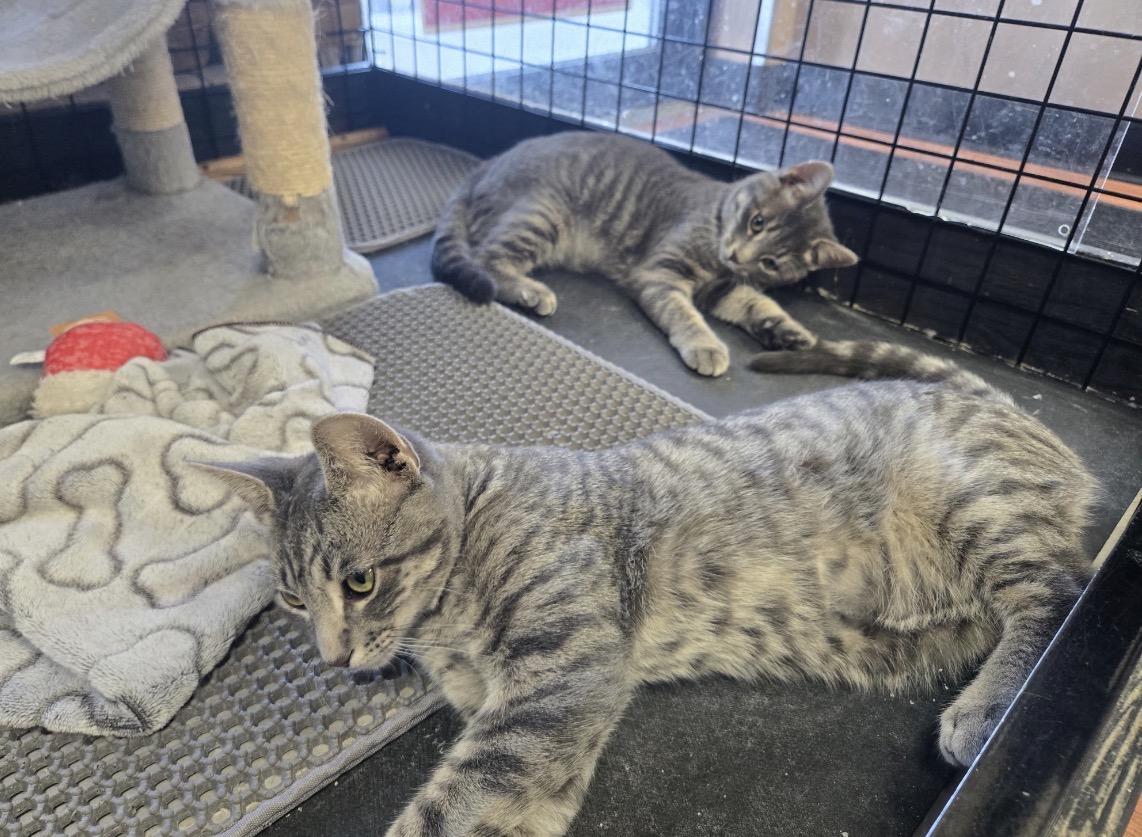 Enlarge Milo & Nala -Pet Valu Port Credit, a Adoptable Domestic Short Hair in Mississauga, ON image 2/6