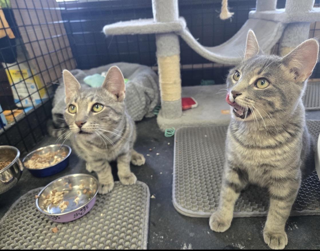 Milo & Nala -Pet Valu Port Credit, Adoptable, Young Male Domestic Short Hair.