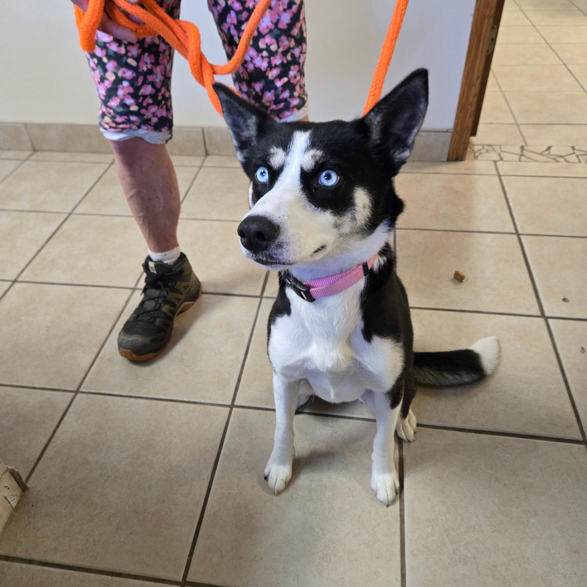 Sapphire, ADOPTABLE, Young Female Siberian Husky.