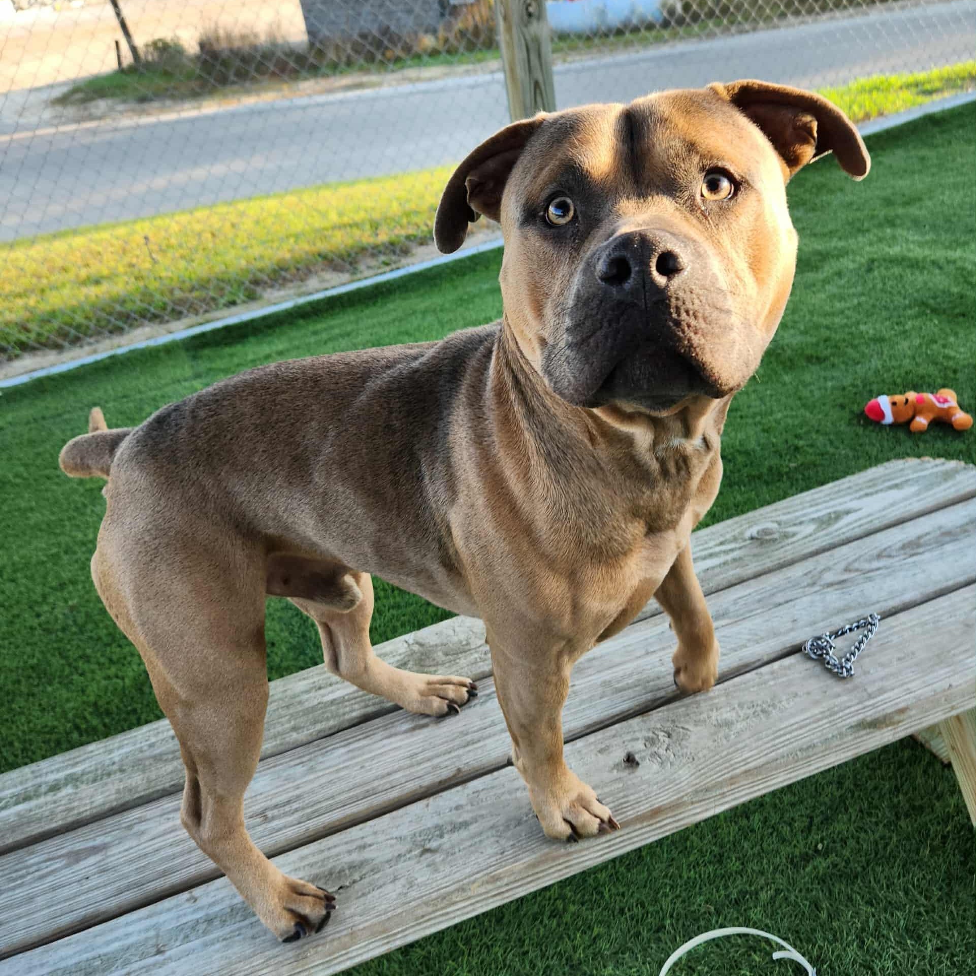 Enlarge Smoke, a Adoptable mixed breed in Sparta, WI image 2/6