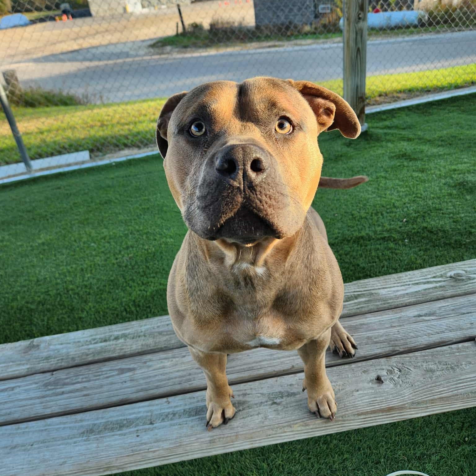 Enlarge Smoke, a Adoptable mixed breed in Sparta, WI image 5/6