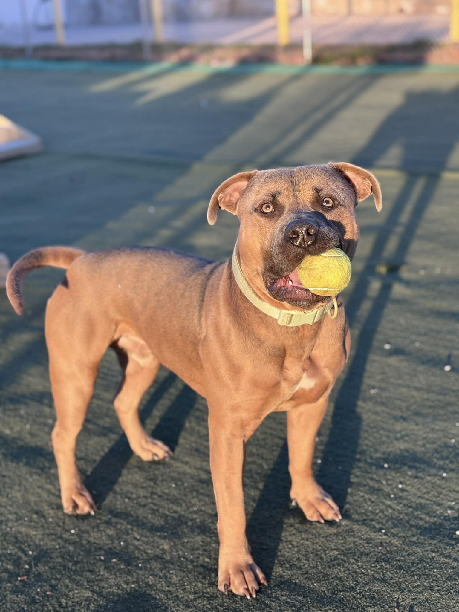 Enlarge Smoke, a Adoptable mixed breed in Sparta, WI image 3/6