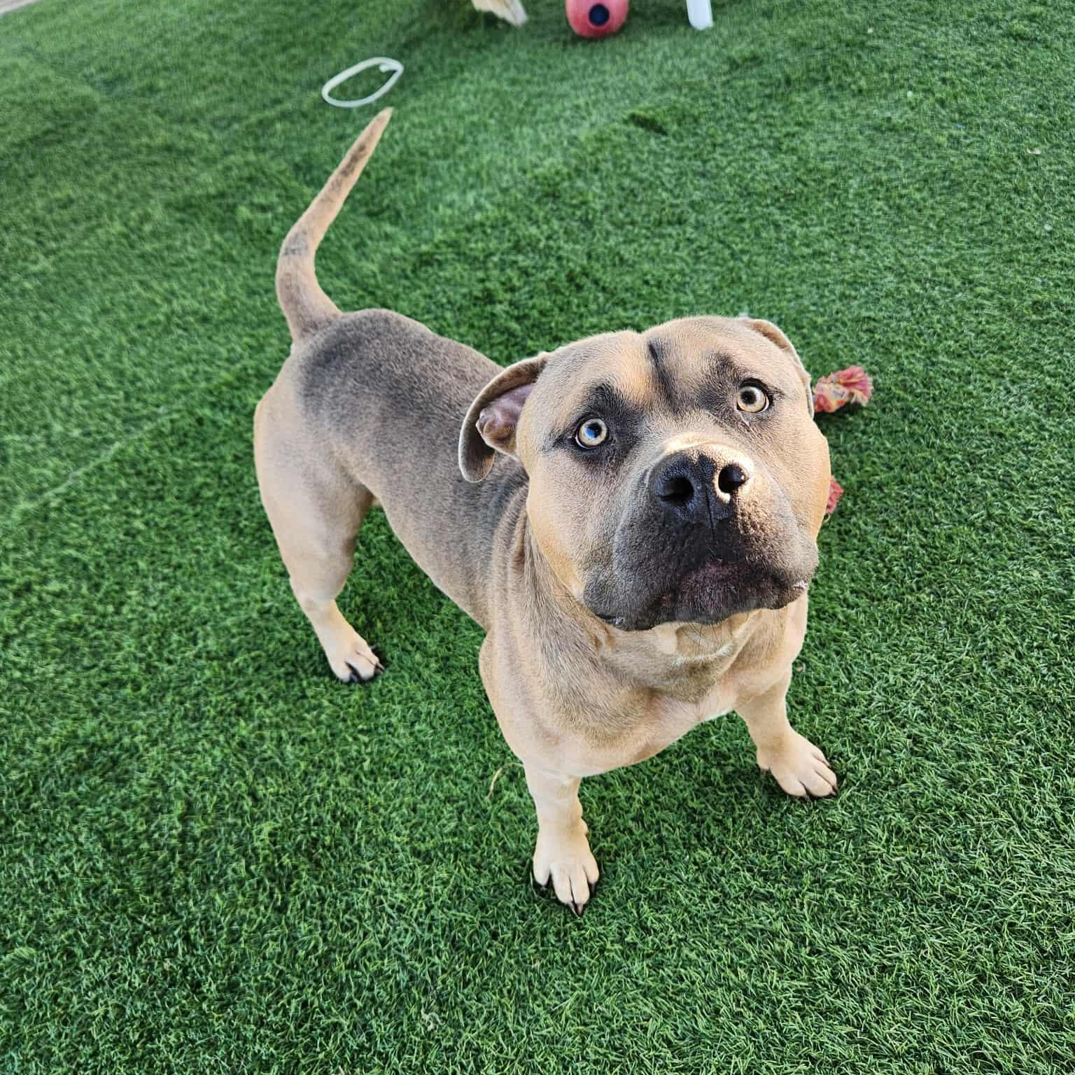 Enlarge Smoke, a Adoptable mixed breed in Sparta, WI image 4/6