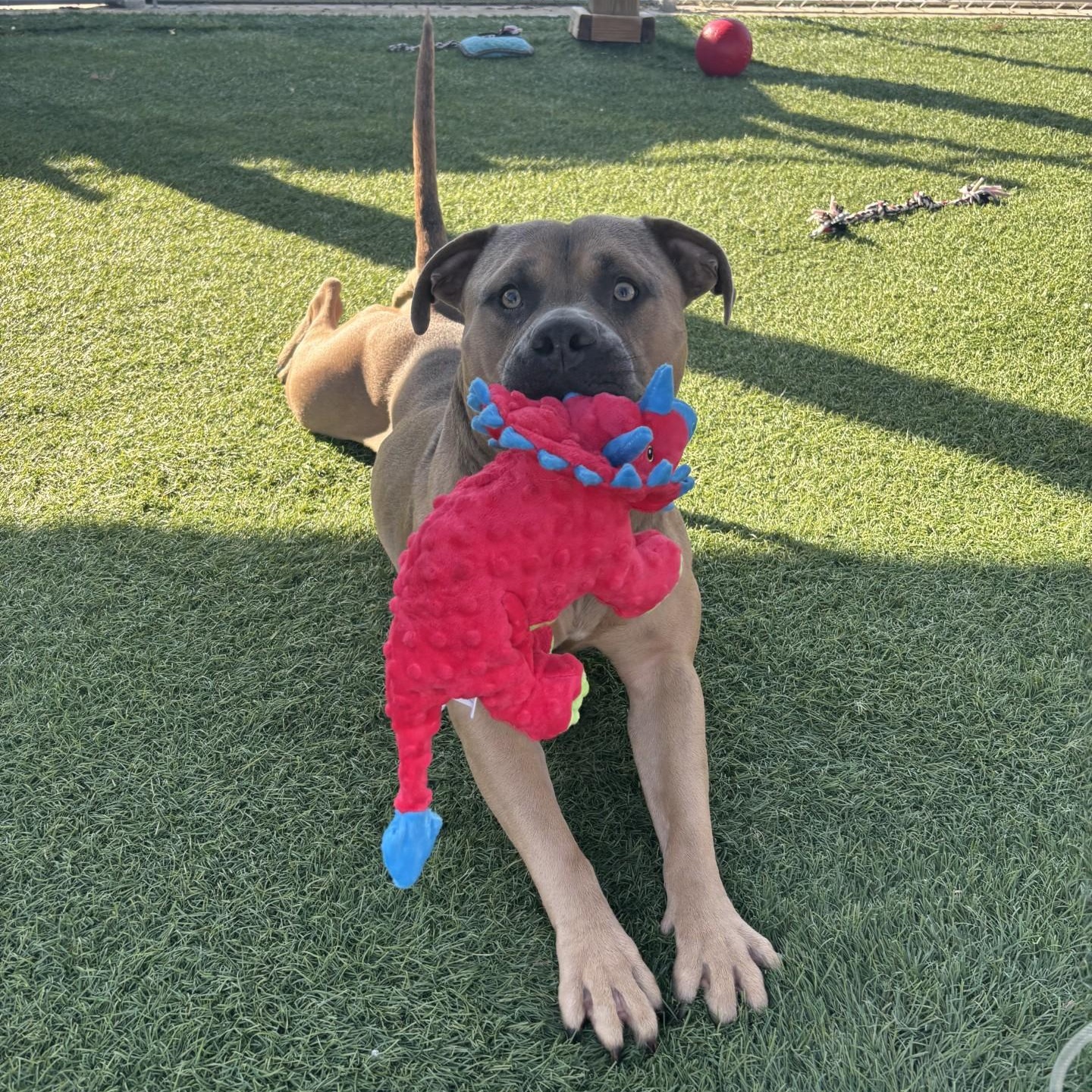 Enlarge Smoke, a Adoptable mixed breed in Sparta, WI image 1/6