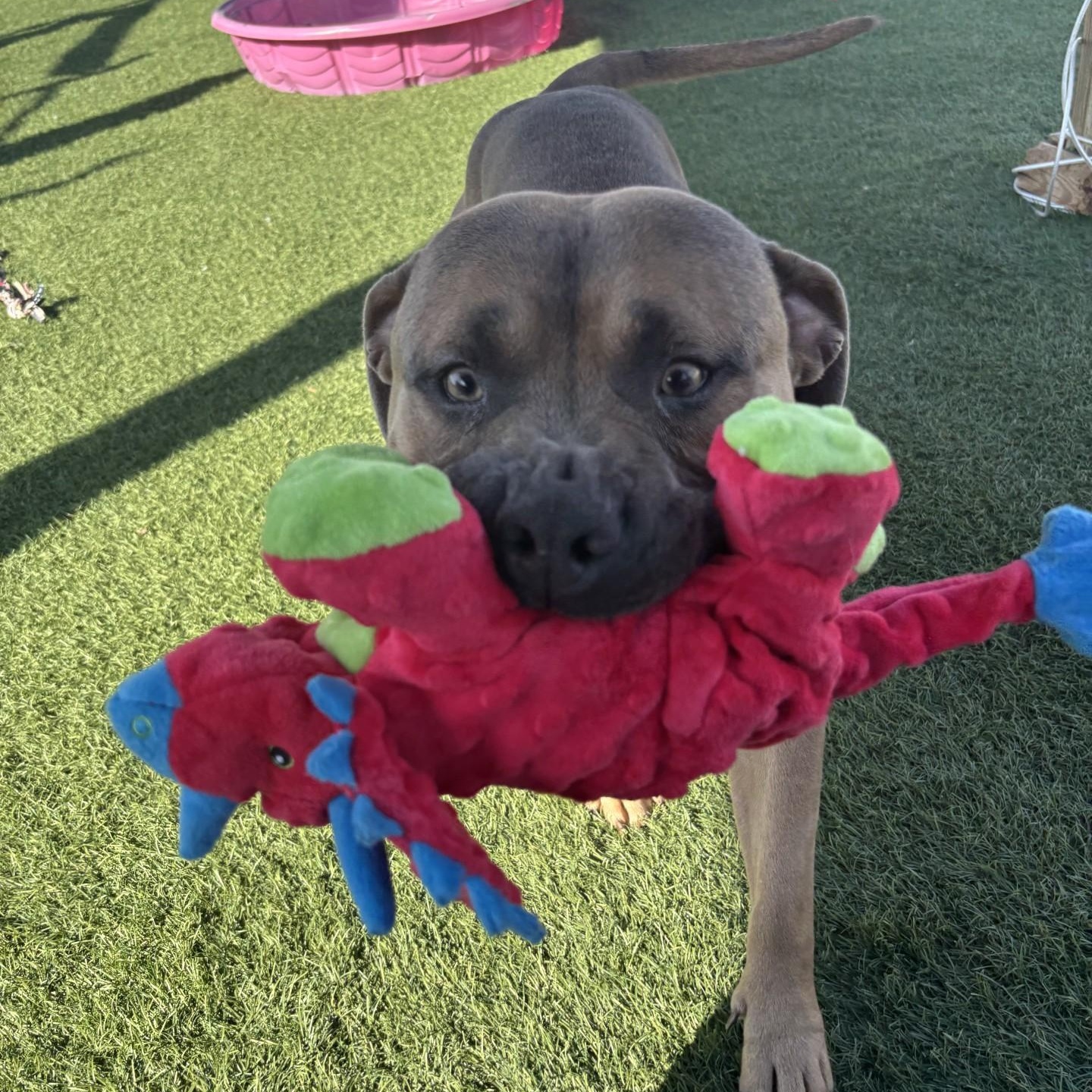 Enlarge Smoke, a Adoptable mixed breed in Sparta, WI image 6/6