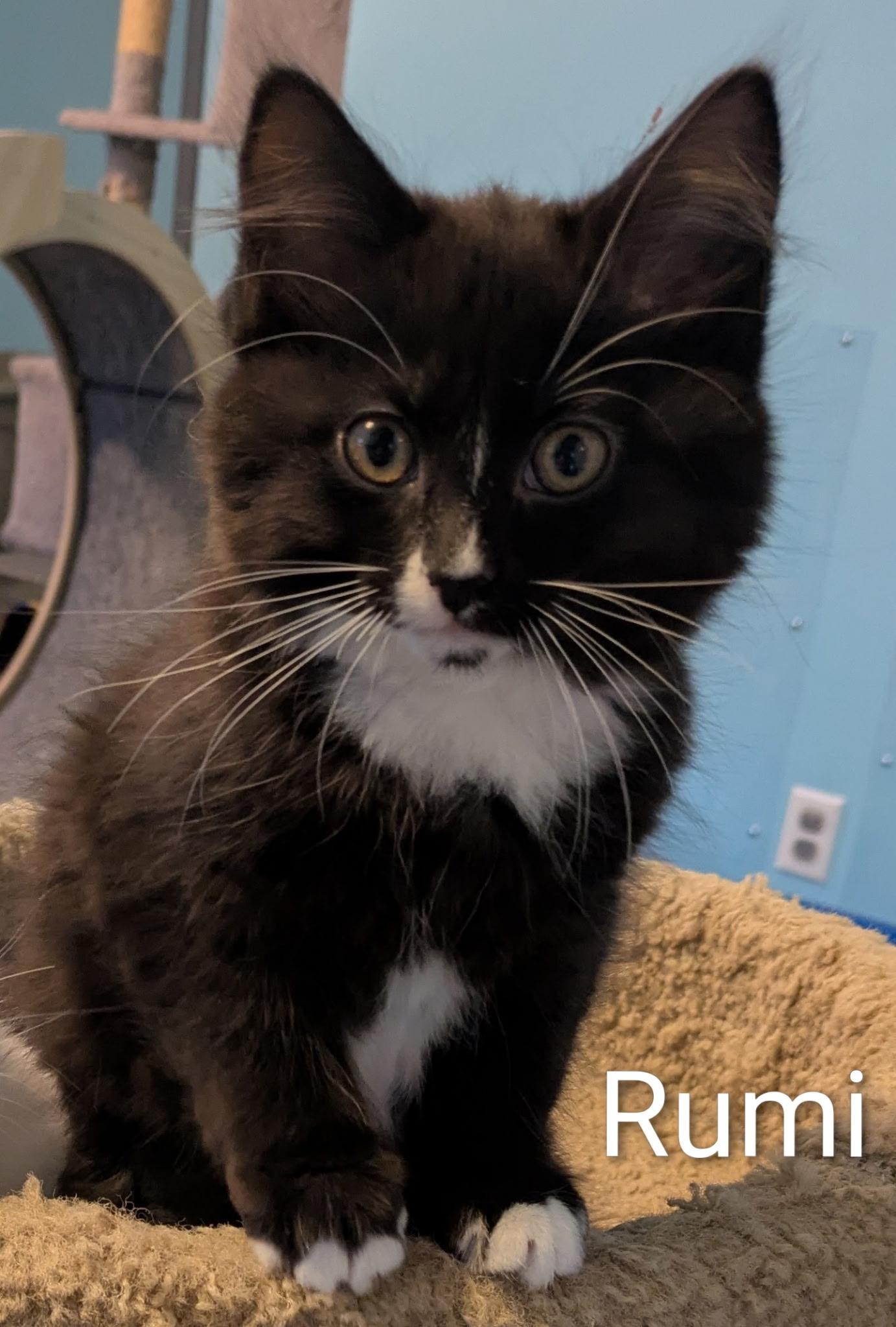 Enlarge Rumi, a ADOPTABLE Domestic Short Hair in Mears, MI image 1/4