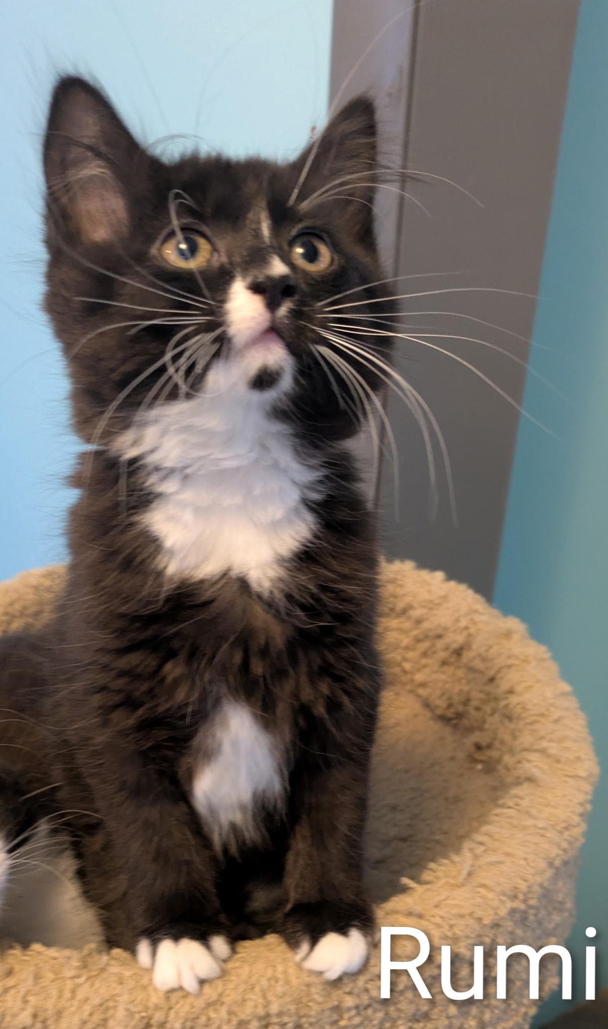 Enlarge Rumi, a ADOPTABLE Domestic Short Hair in Mears, MI image 2/4