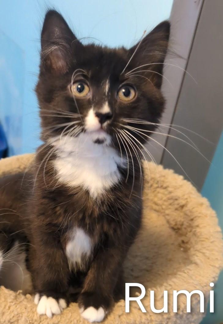 Enlarge Rumi, a ADOPTABLE Domestic Short Hair in Mears, MI image 3/4