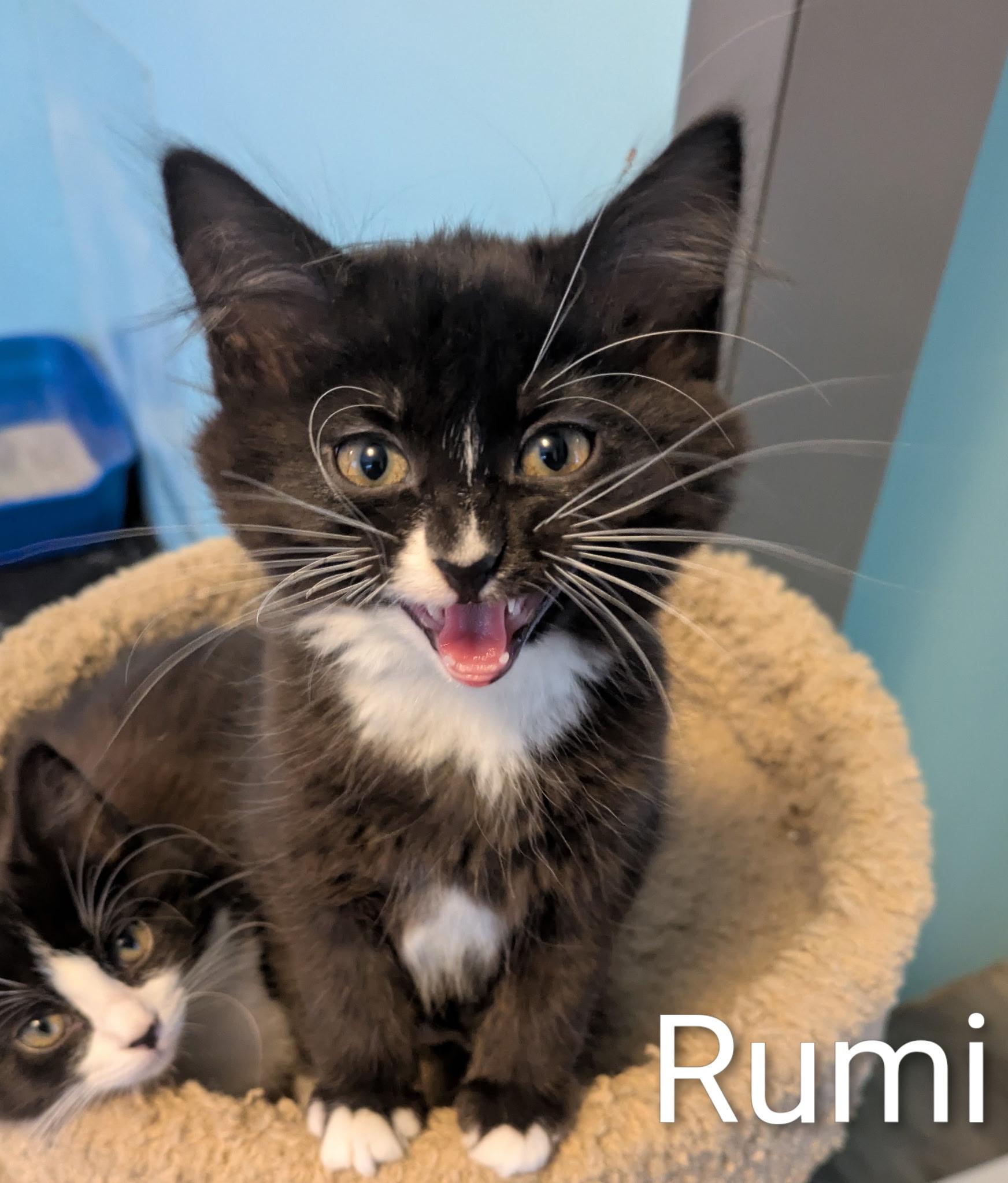 Enlarge Rumi, a ADOPTABLE Domestic Short Hair in Mears, MI image 4/4
