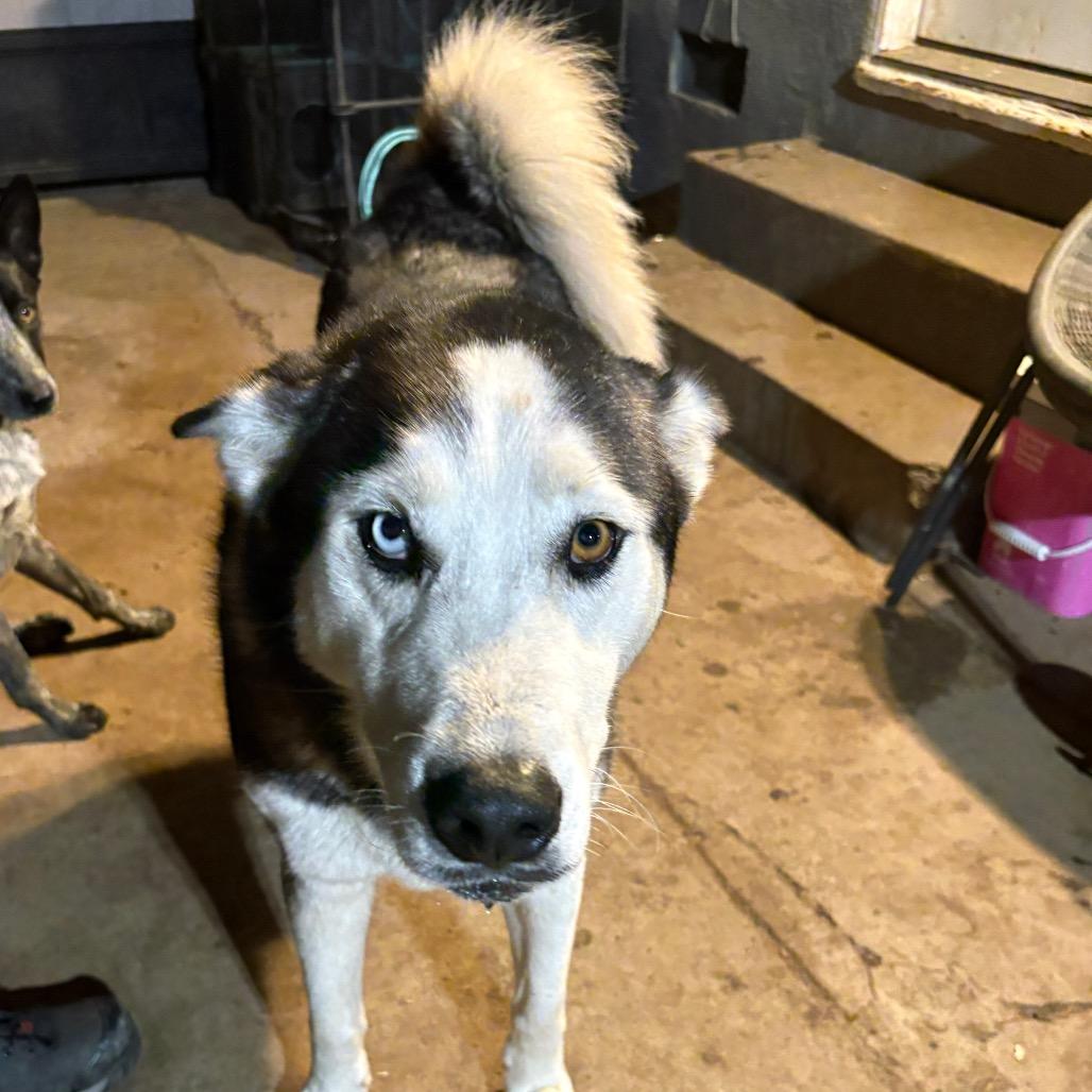 Rocky, Adoptable, Adult Male Siberian Husky & Husky.