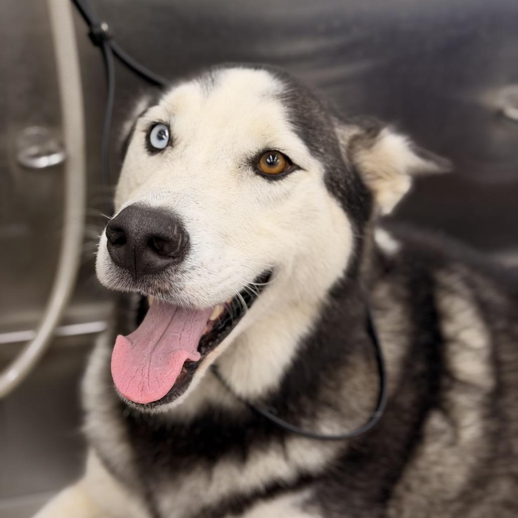 Rocky, a Adoptable mixed breed in Long Beach, CA image 5/5