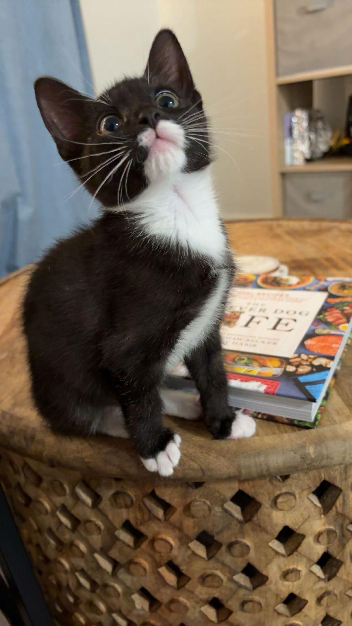 Prince Florian — thumbnail 4