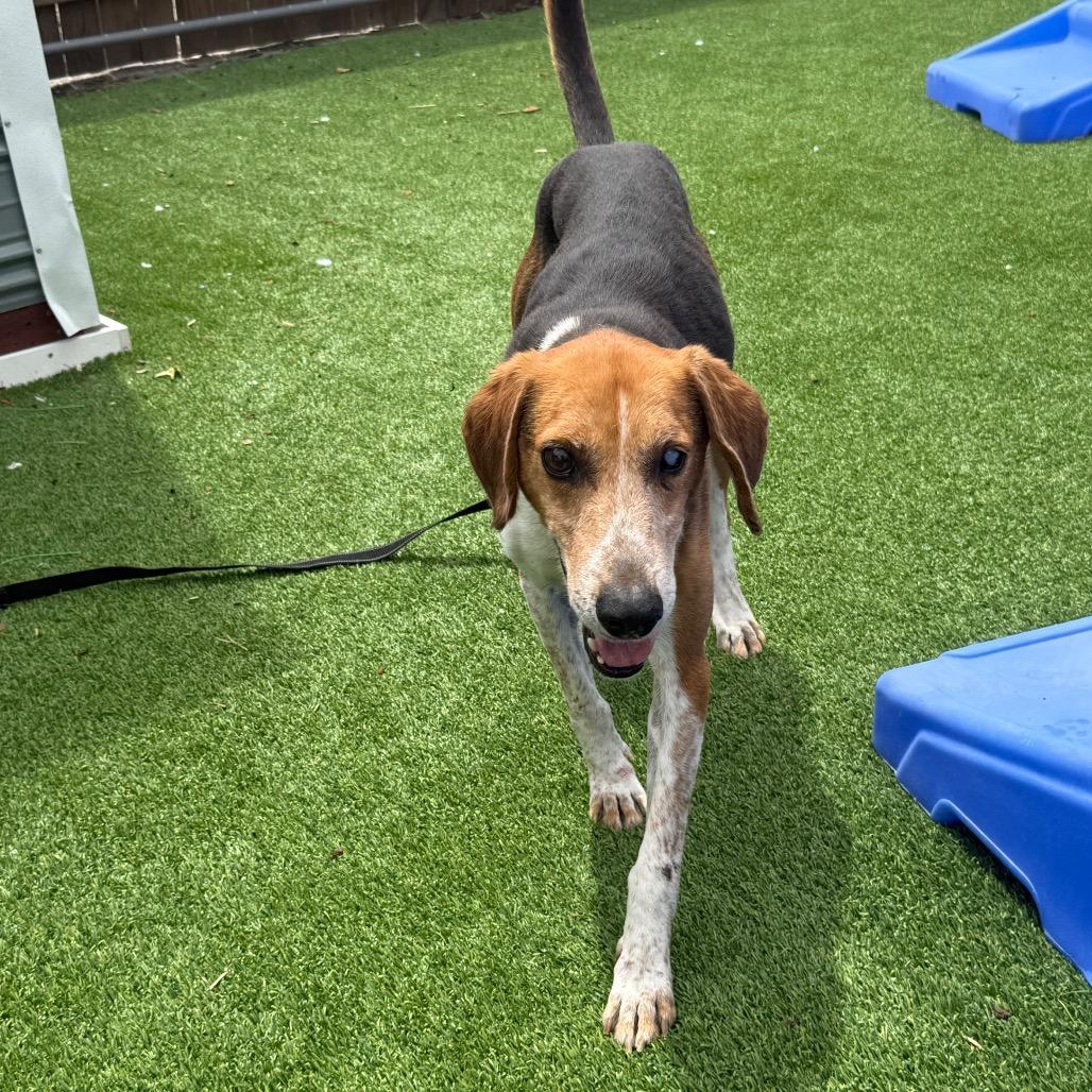 Enlarge Jordie, a Adoptable Coonhound in Savannah, GA image 1/6