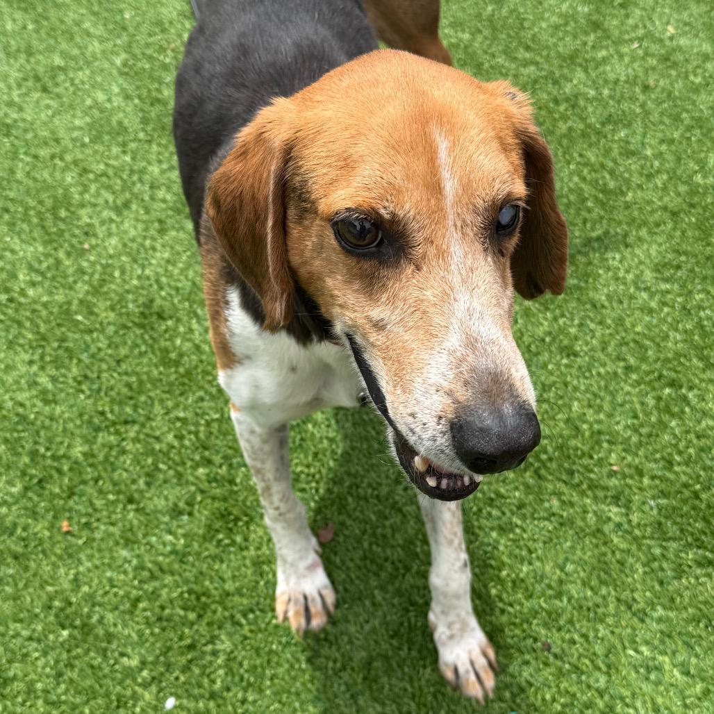 Enlarge Jordie, a Adoptable Coonhound in Savannah, GA image 2/6