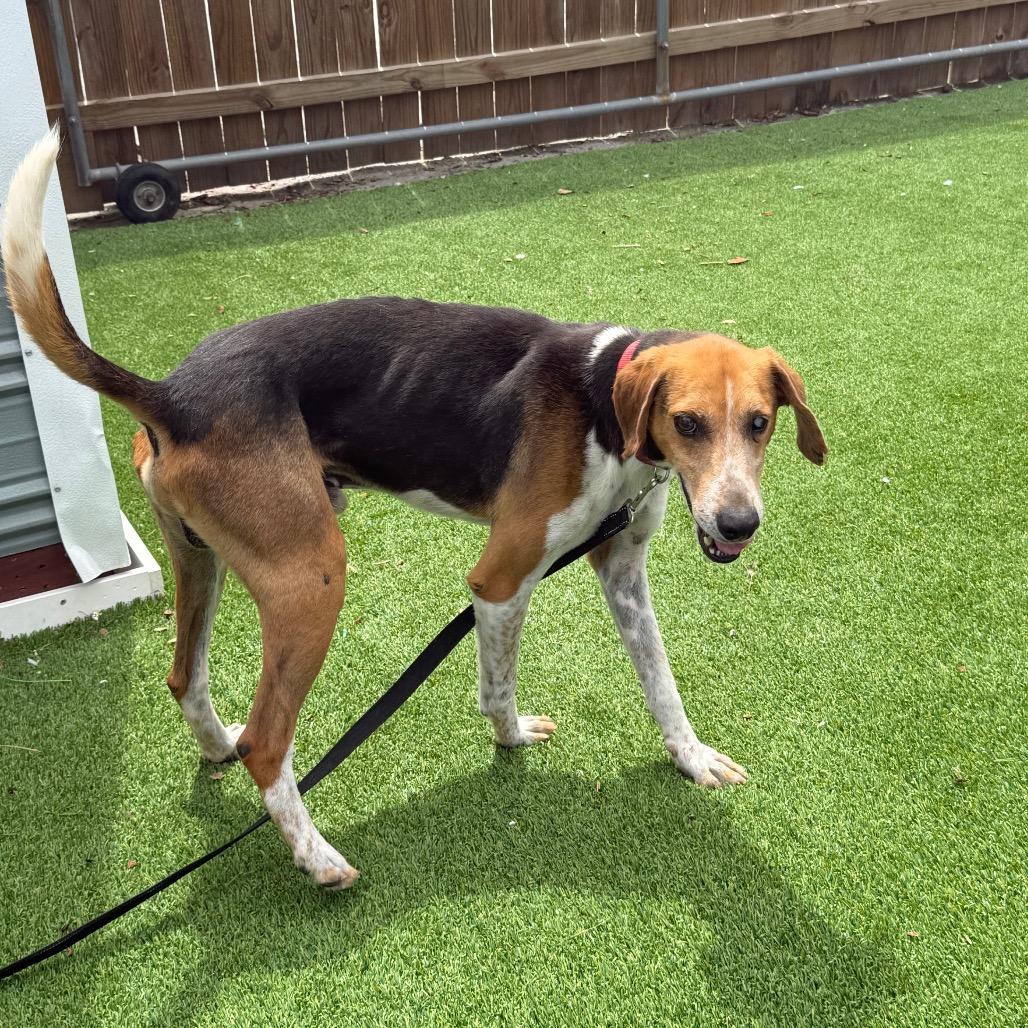 Enlarge Jordie, a Adoptable Coonhound in Savannah, GA image 3/6