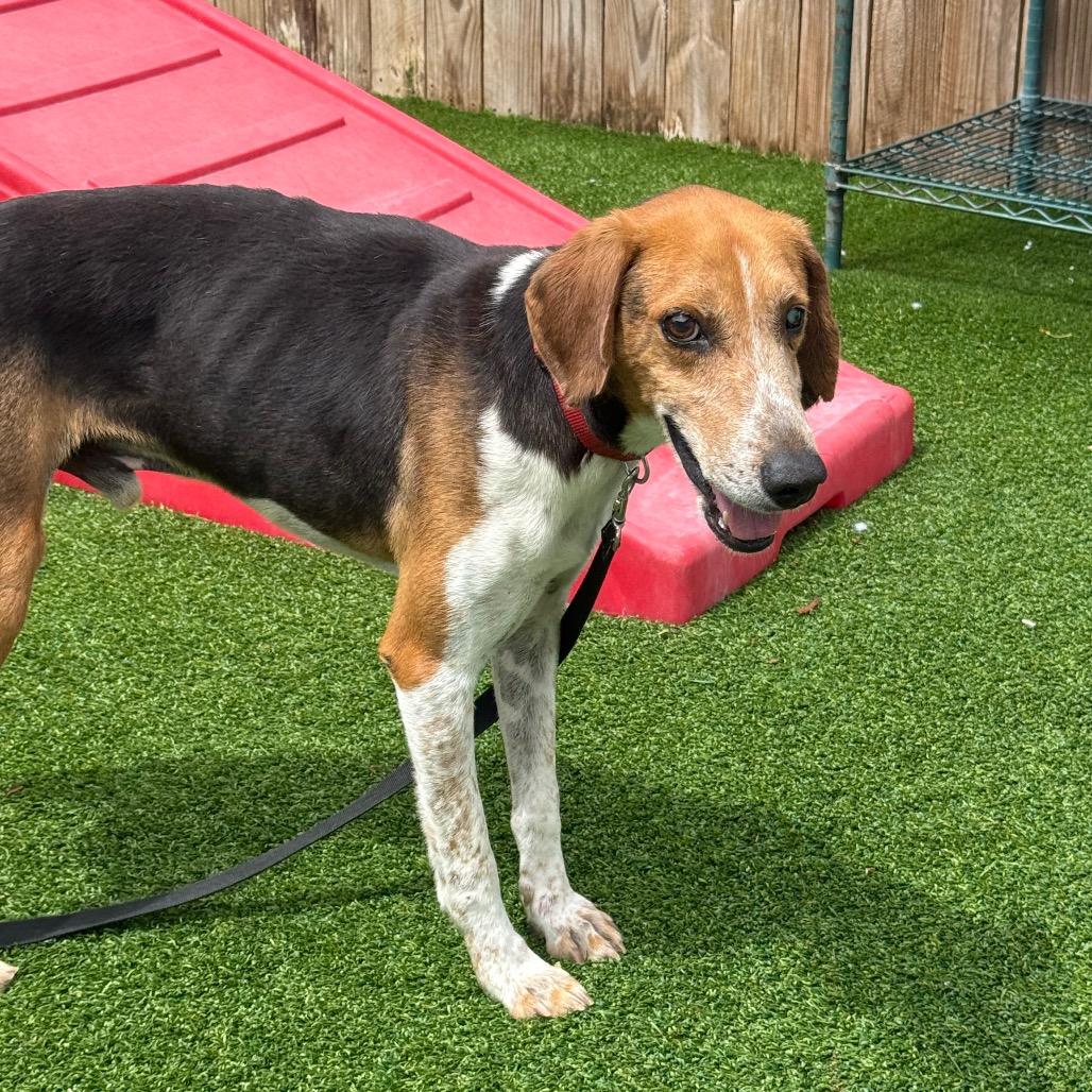 Enlarge Jordie, a Adoptable Coonhound in Savannah, GA image 4/6