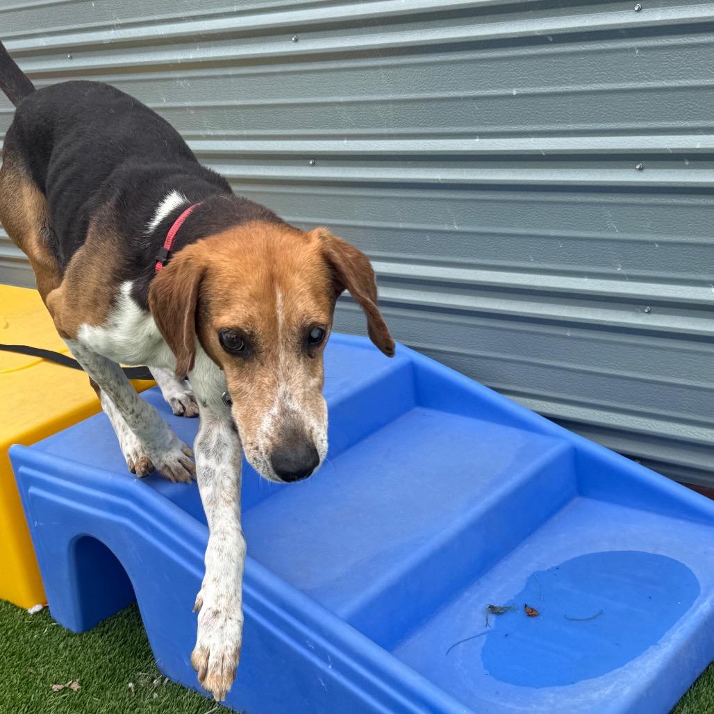 Enlarge Jordie, a Adoptable Coonhound in Savannah, GA image 5/6