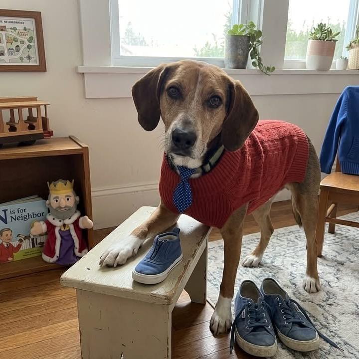 Enlarge Jordie, a Adoptable Coonhound in Savannah, GA image 6/6