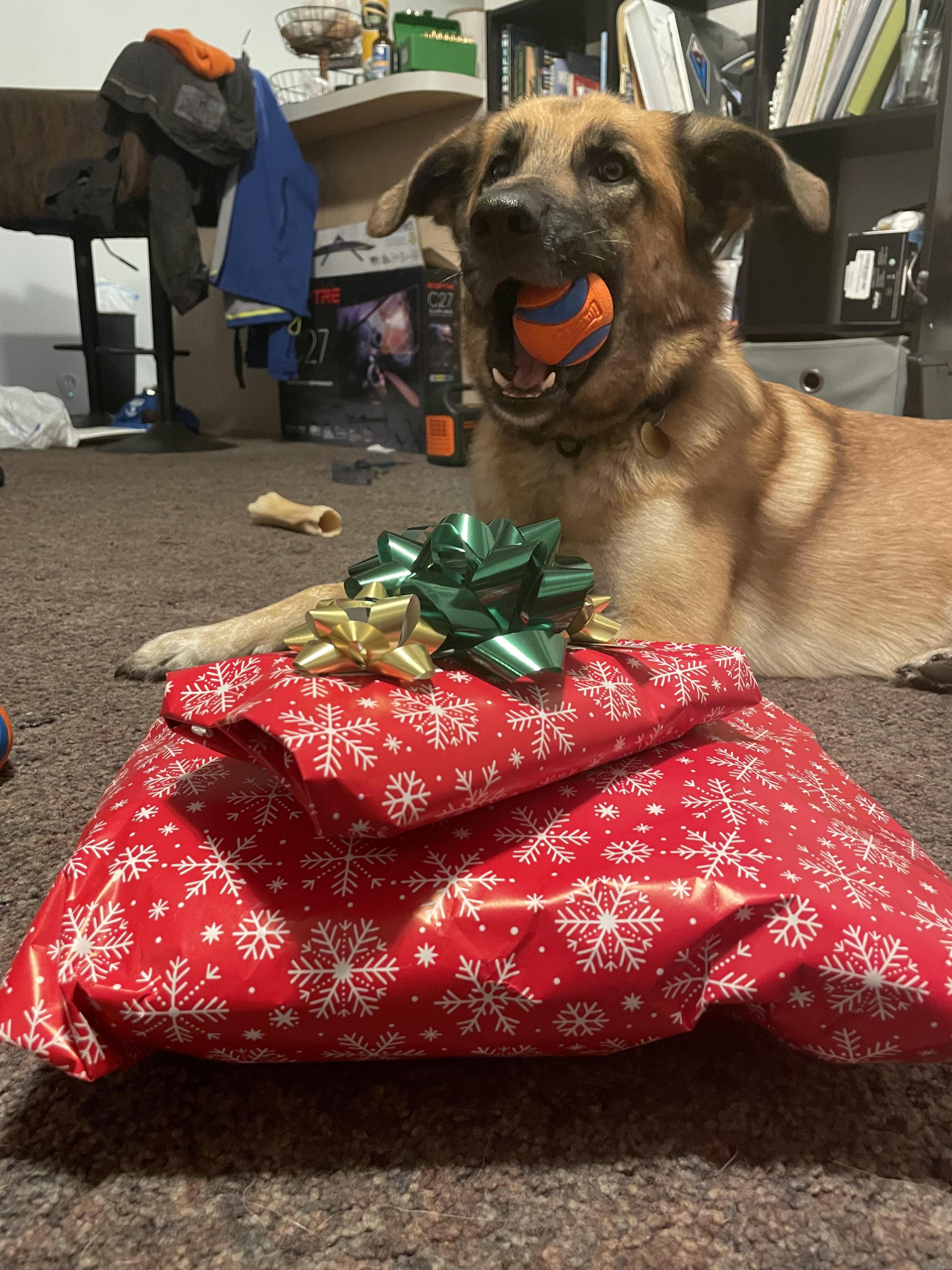 Richard ((COURTESY POST)), a ADOPTABLE mixed breed in Lewiston, ID image 2/4