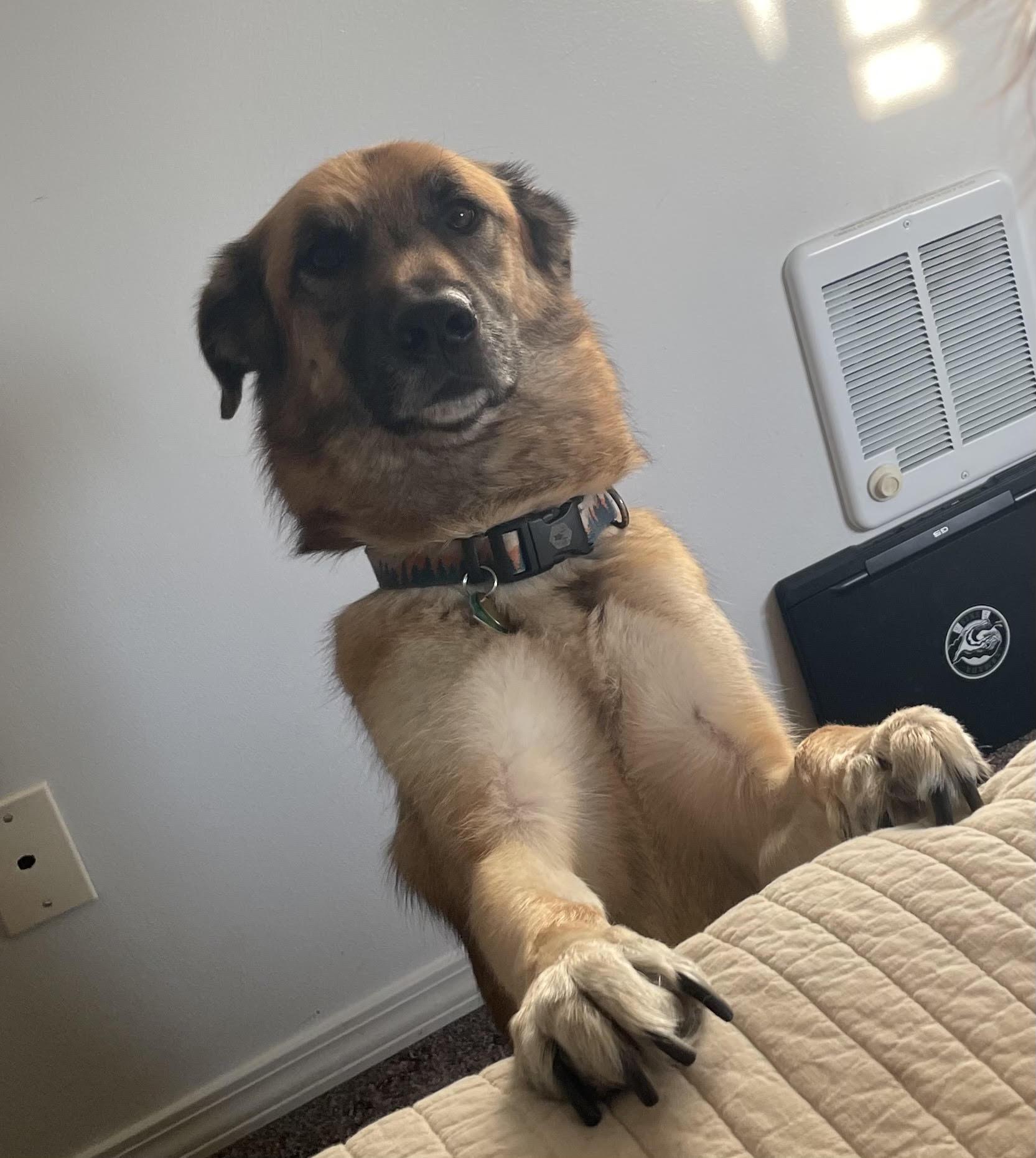 Richard ((COURTESY POST)), a ADOPTABLE mixed breed in Lewiston, ID image 4/4