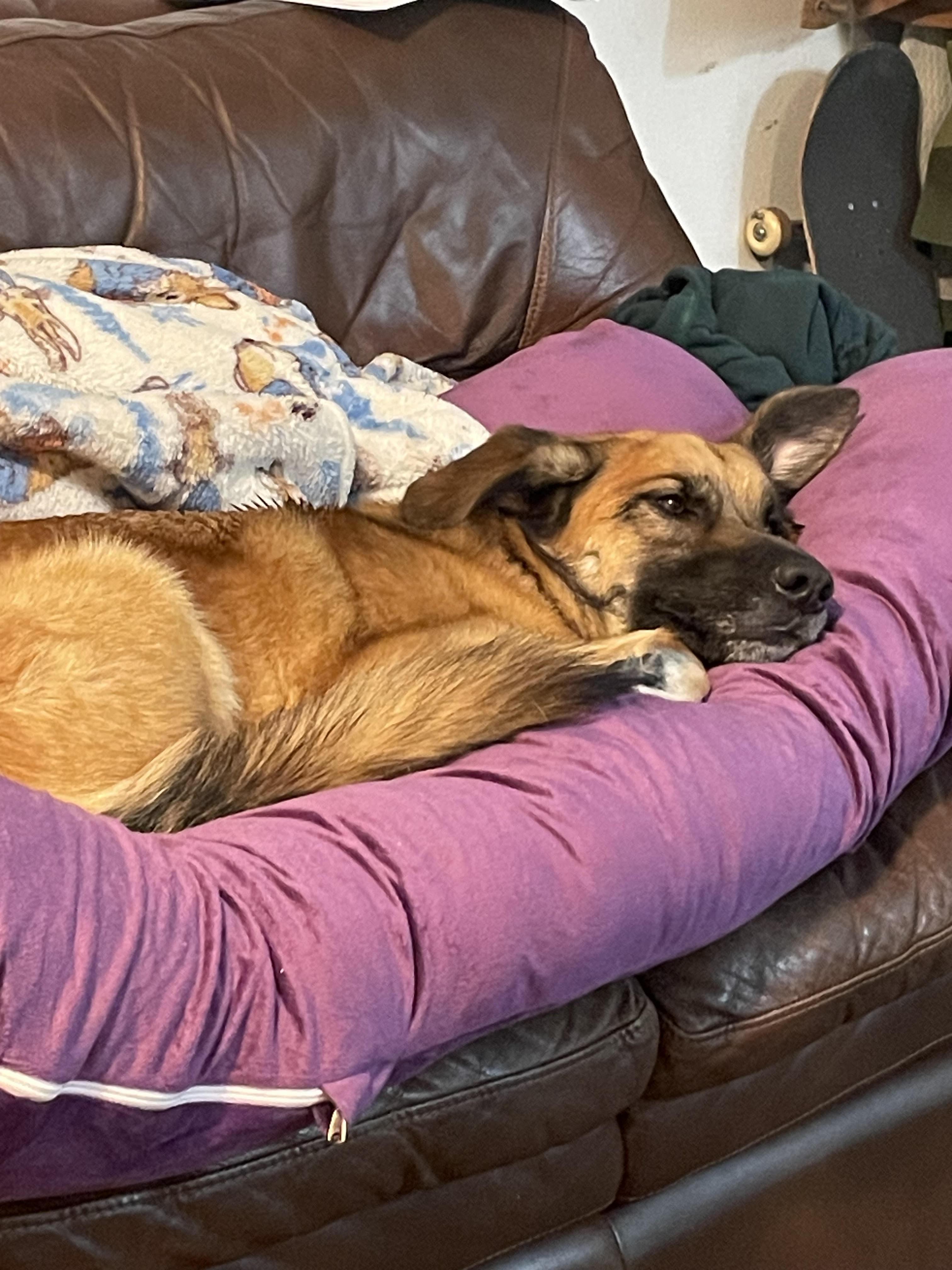 Richard ((COURTESY POST)), a ADOPTABLE mixed breed in Lewiston, ID image 1/4