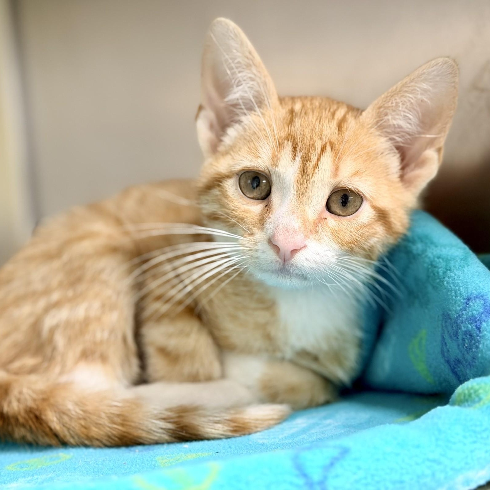 Gilroy, an adopted Domestic Short Hair in Jackson, NJ image 2/2