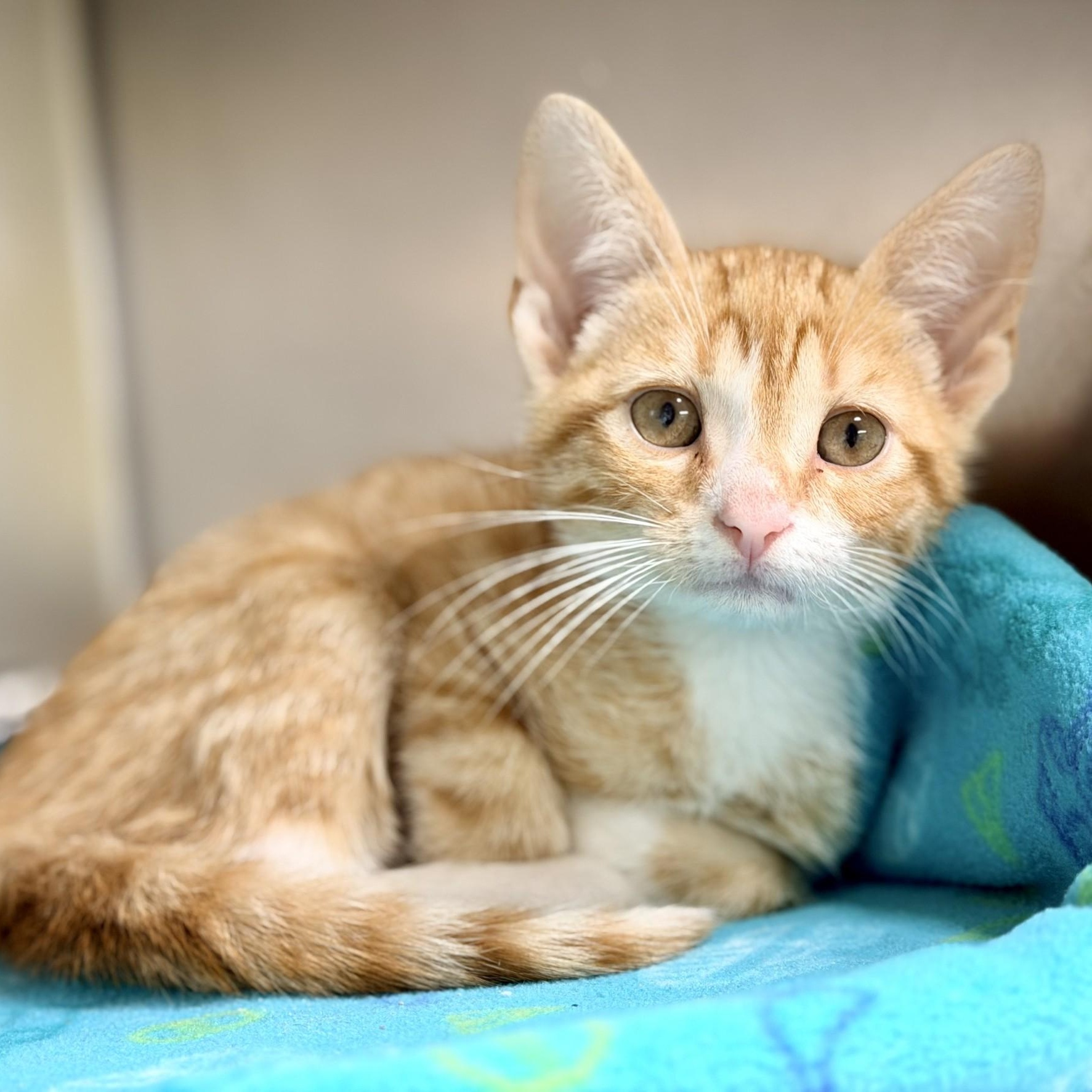 Gilroy, adopted, Kitten Male Domestic Short Hair.