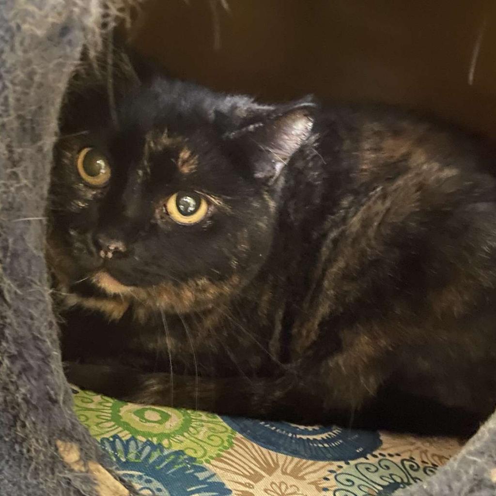 Cali, Adoptable, Senior Female Domestic Short Hair.