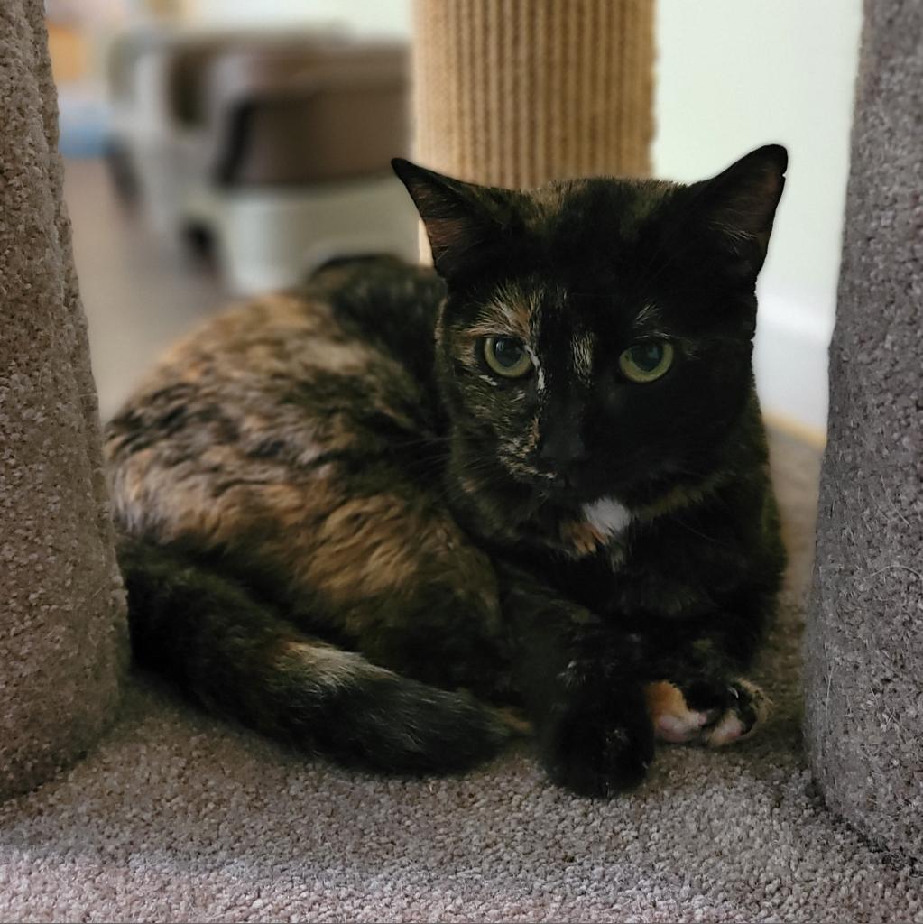 Cali, a Adoptable Domestic Short Hair in Bensalem, PA image 2/3