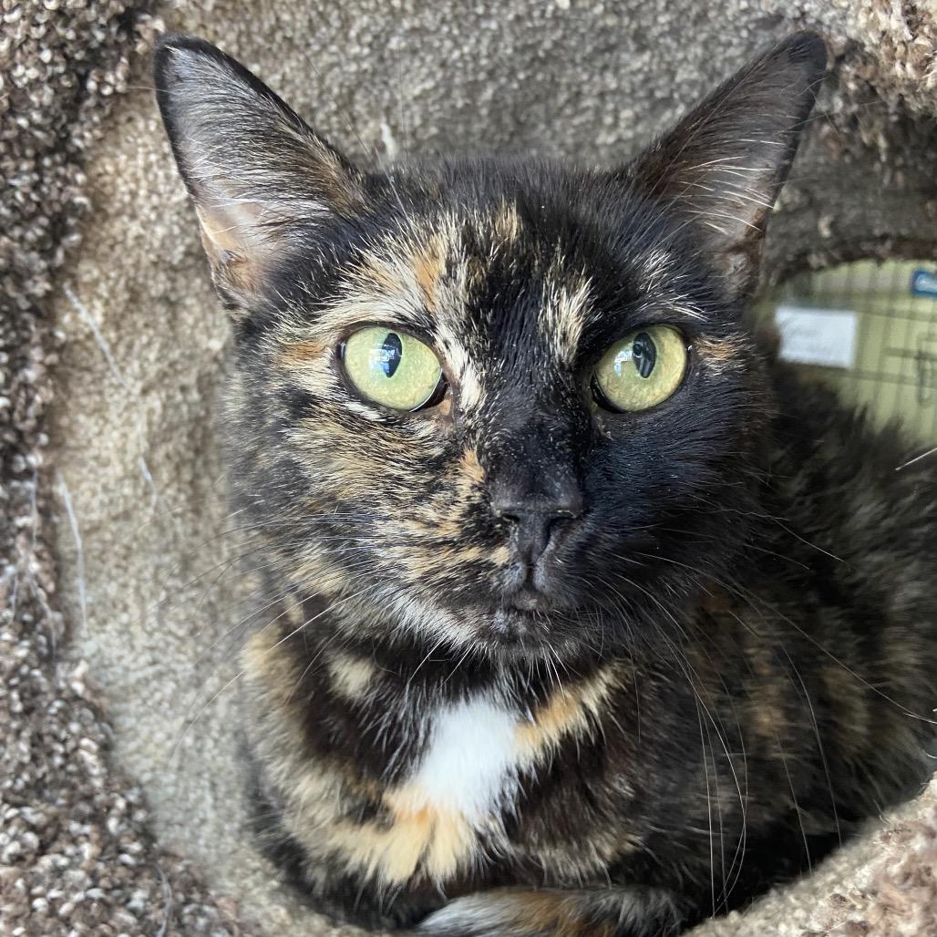 Cali, a Adoptable Domestic Short Hair in Bensalem, PA image 3/3