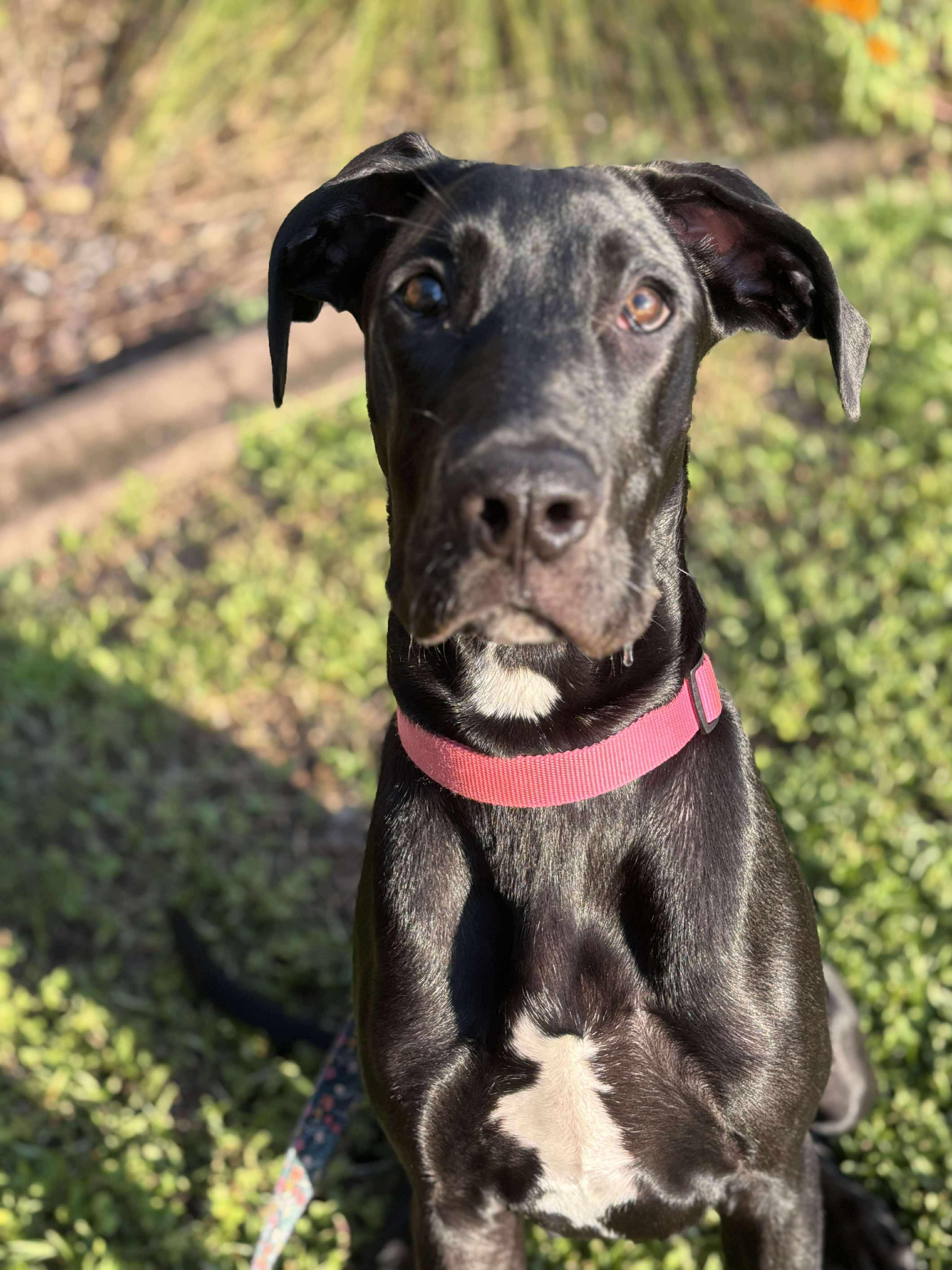 Layla, Adoptable, Puppy Female Great Dane.
