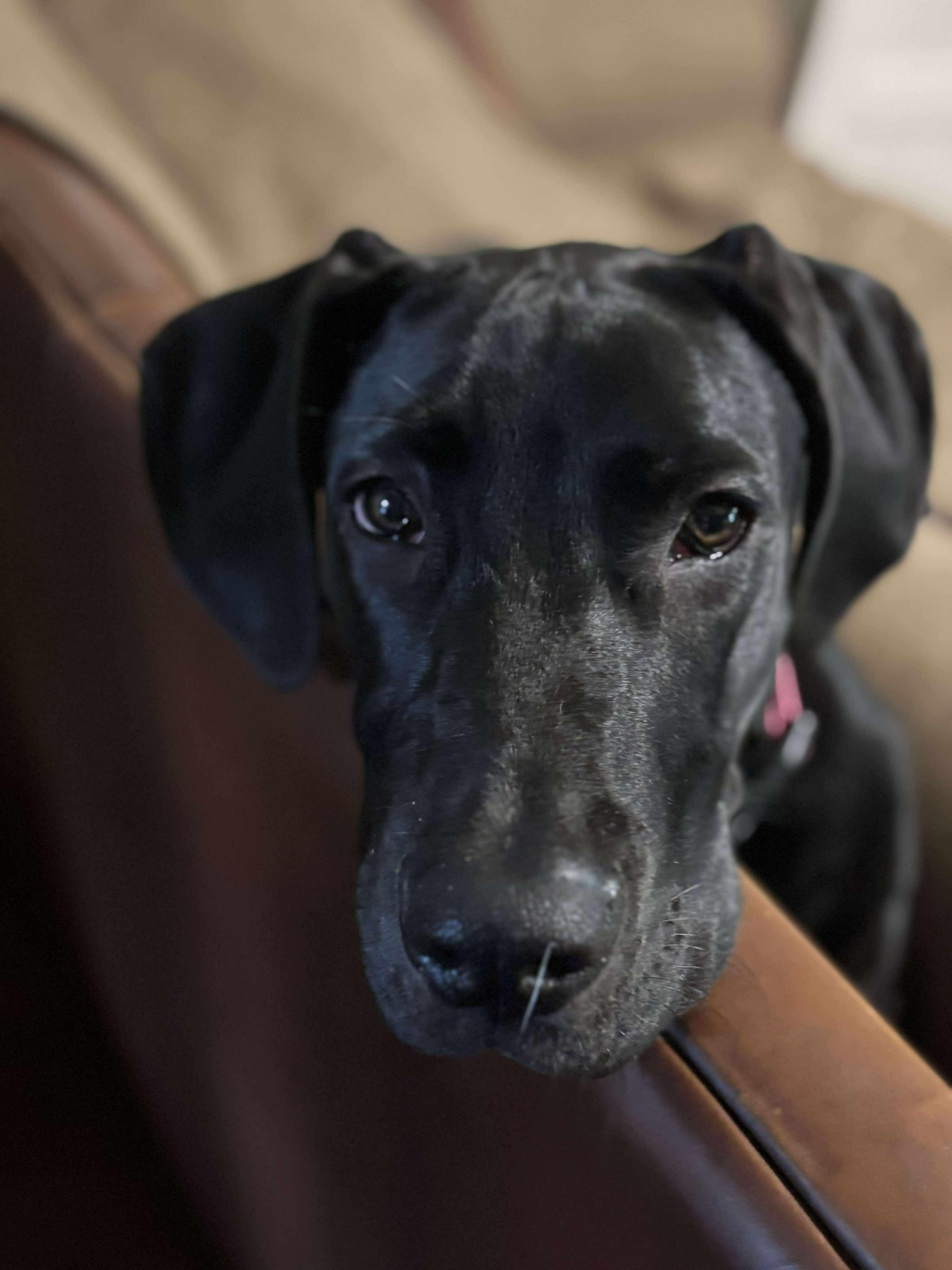 Layla, a Adoptable Great Dane in Pensacola, FL image 2/5