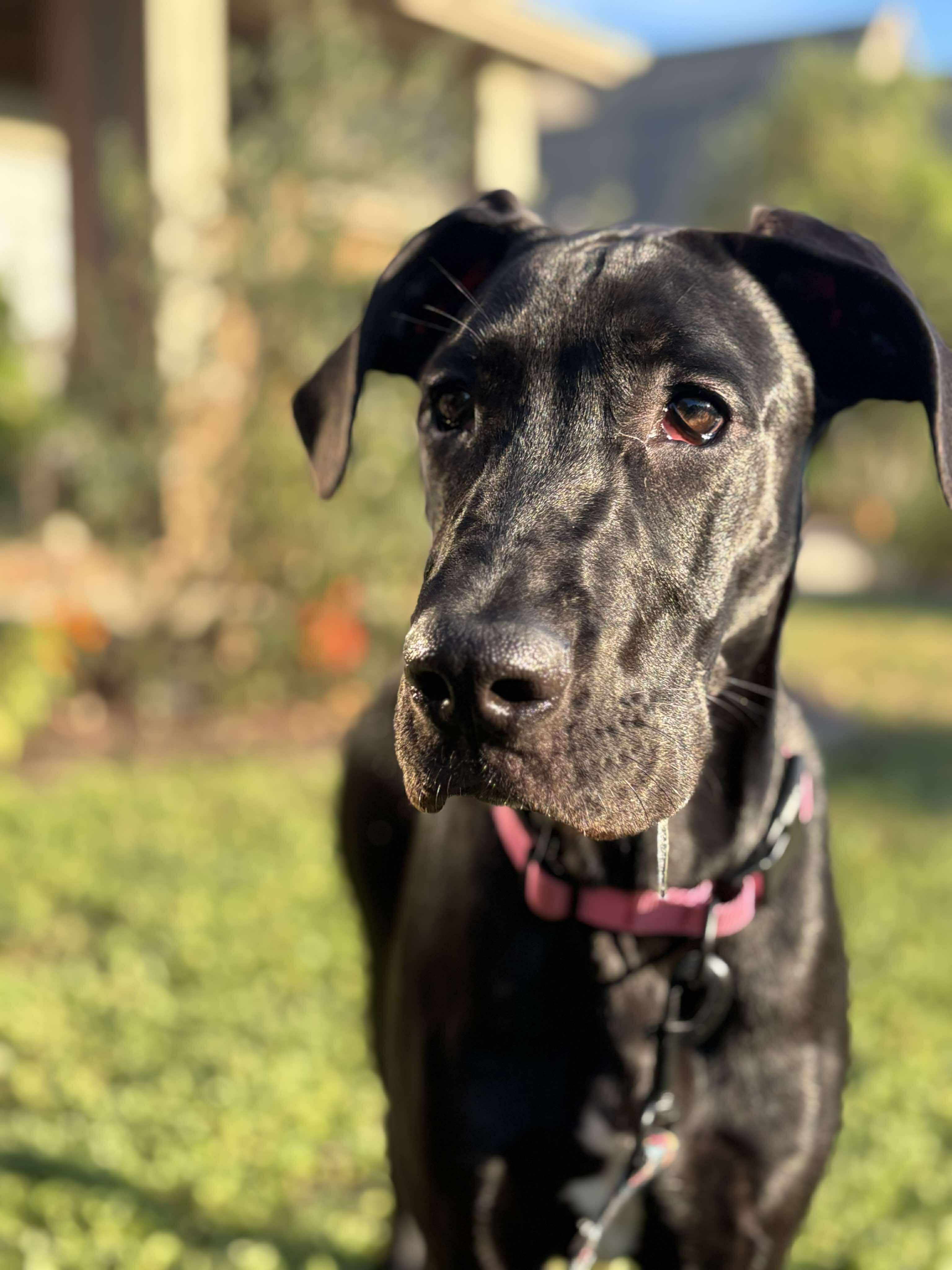 Layla, a Adoptable Great Dane in Pensacola, FL image 3/5