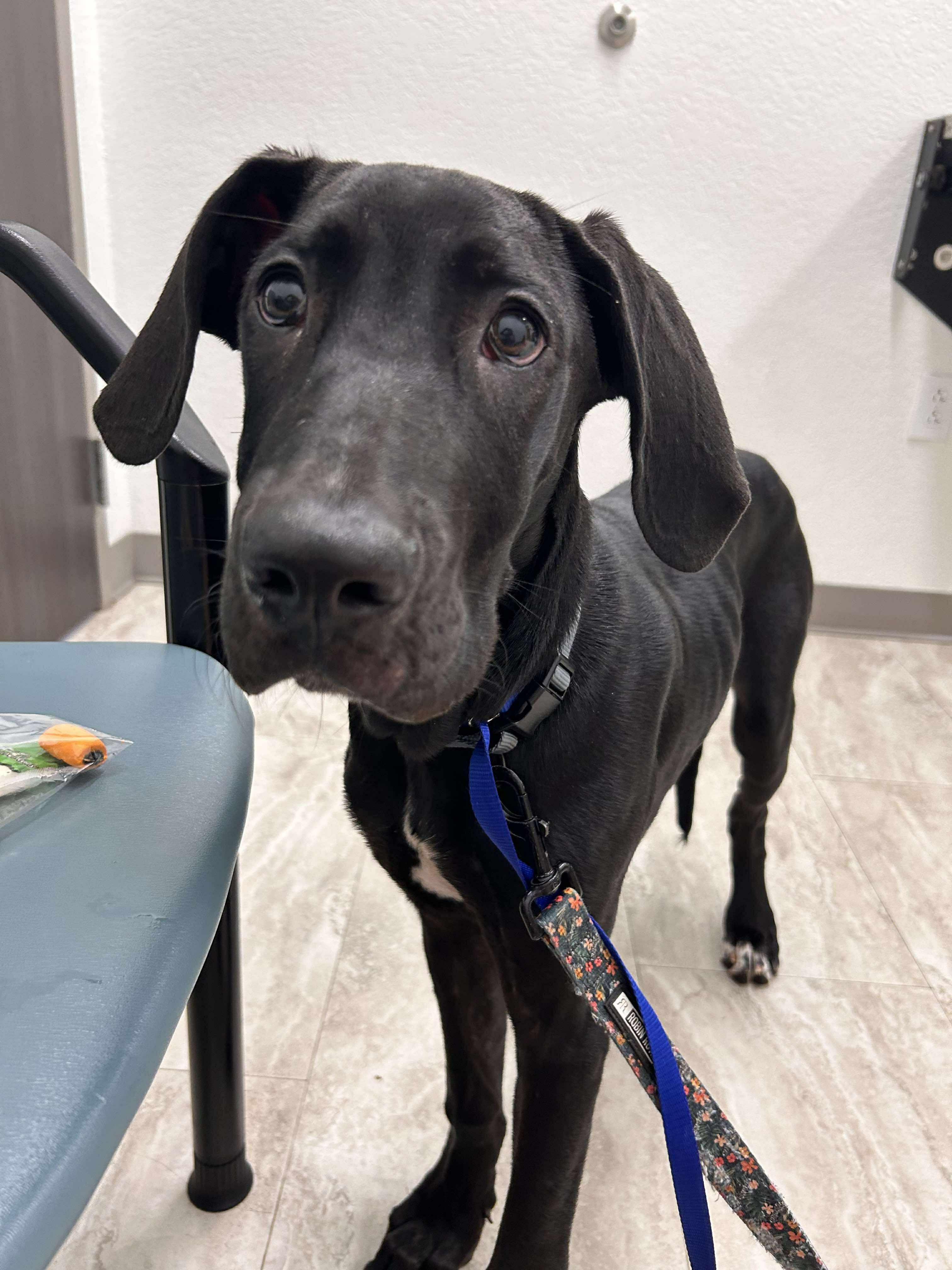 Layla, a Adoptable Great Dane in Pensacola, FL image 4/5