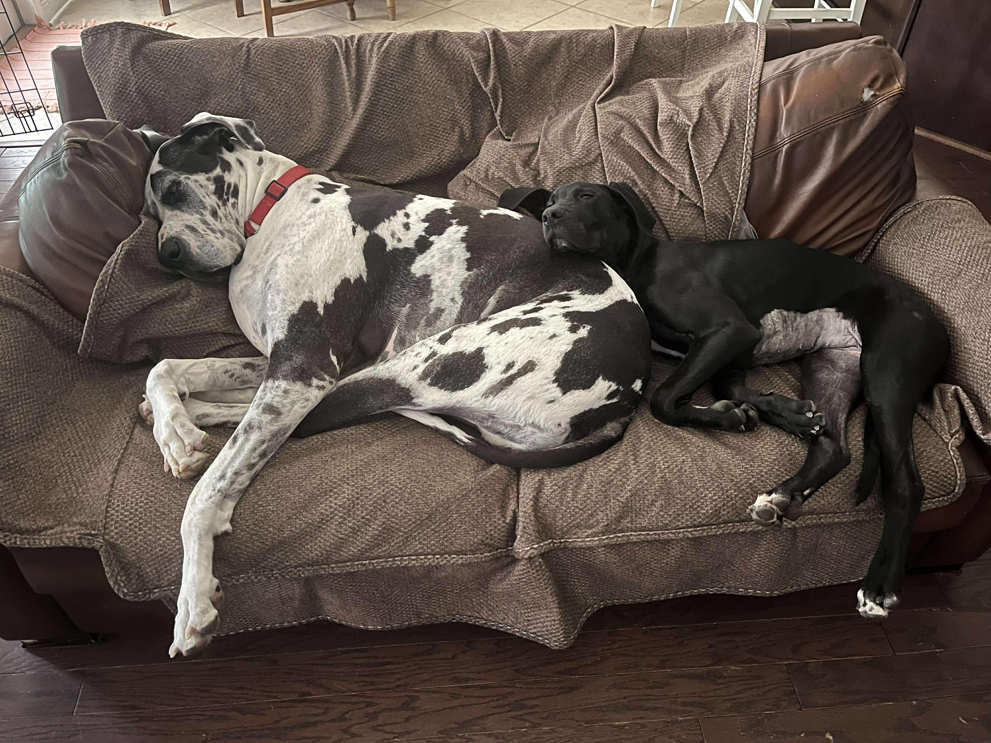 Layla, a Adoptable Great Dane in Pensacola, FL image 5/5