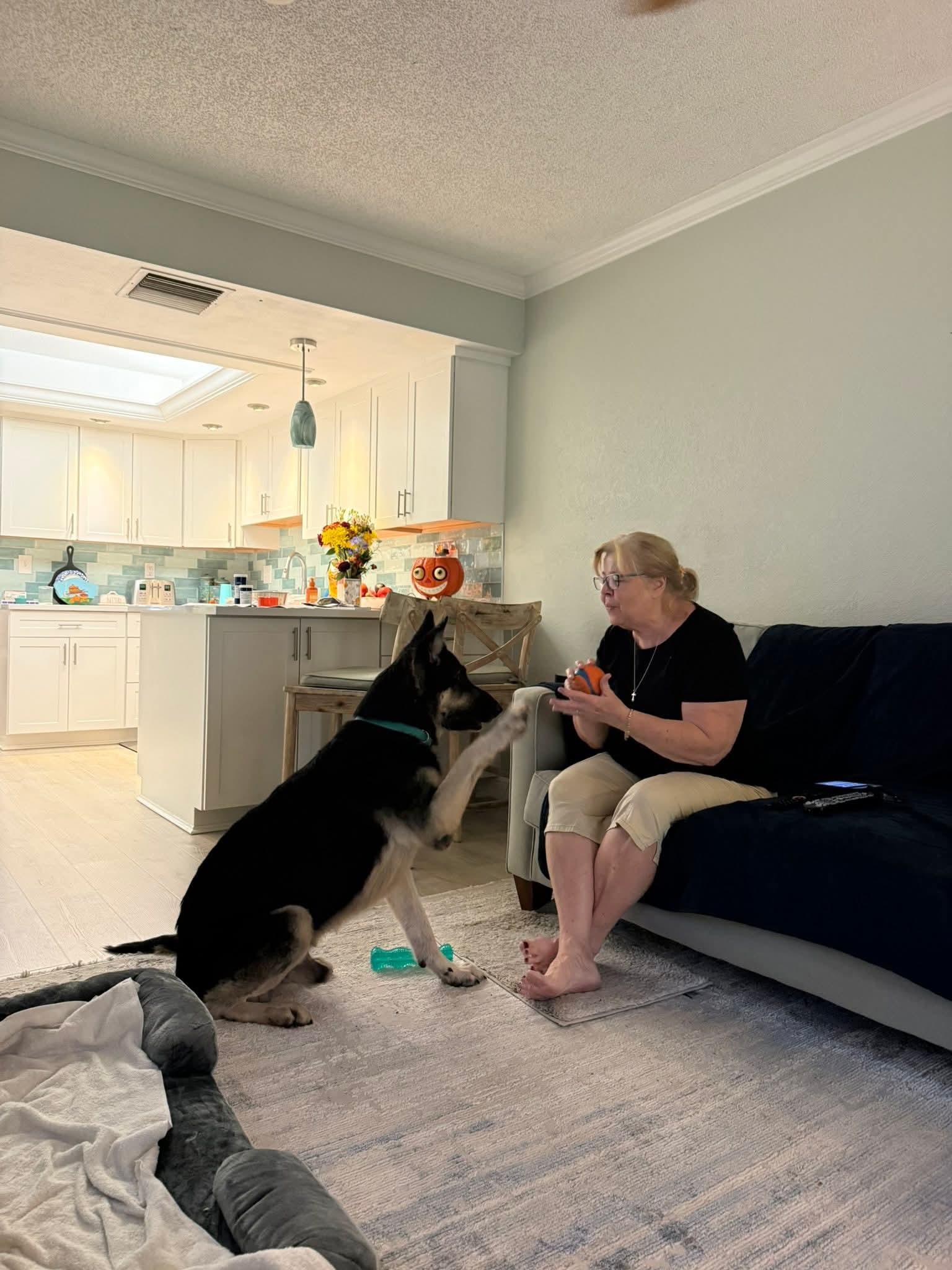 Duke, adopted, Adult Male German Shepherd Dog.