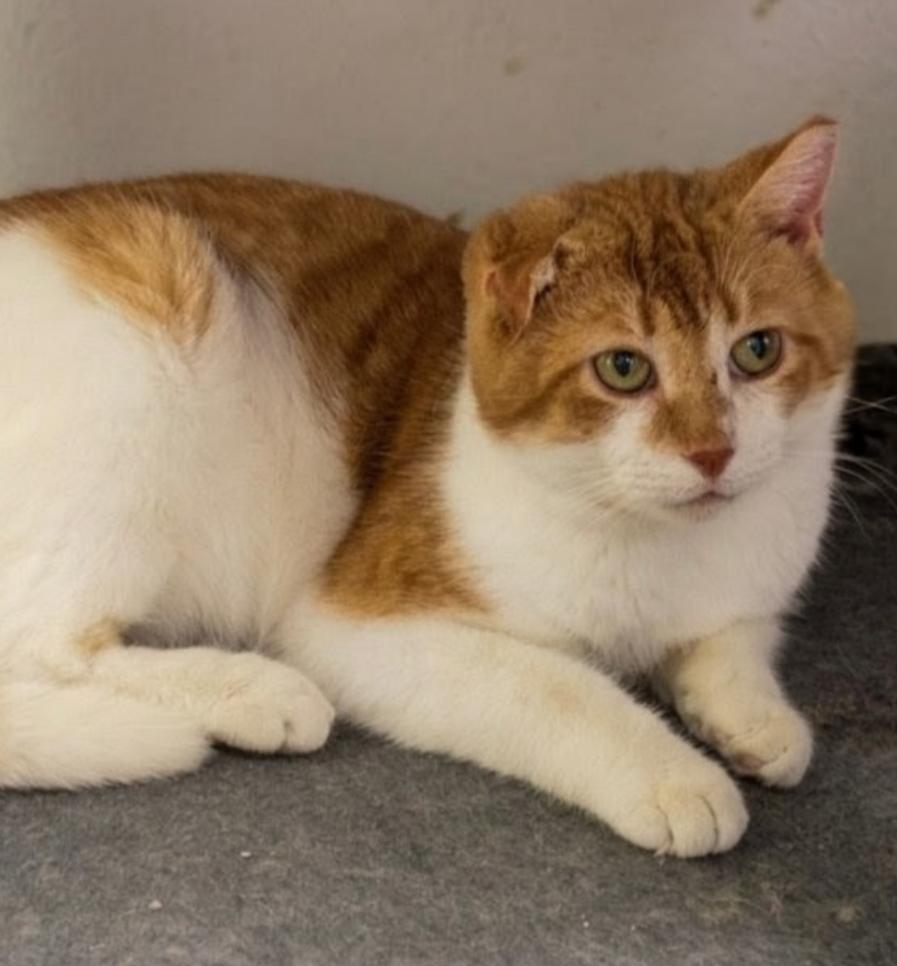 Festus, Adoptable, Adult Male Domestic Short Hair.