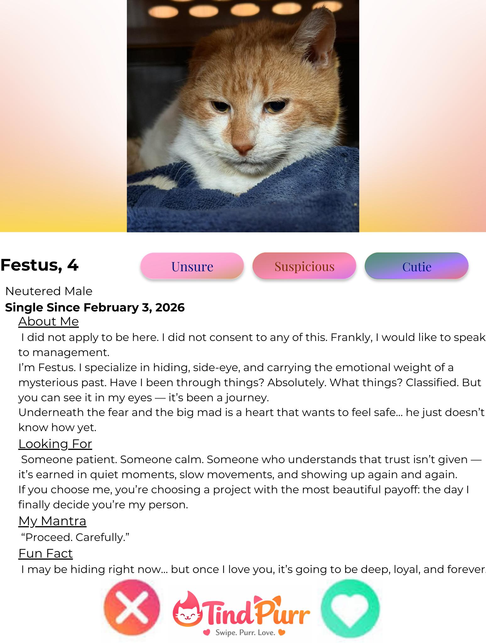 Enlarge Festus, a Adoptable Domestic Short Hair in Indiana, PA image 3/3
