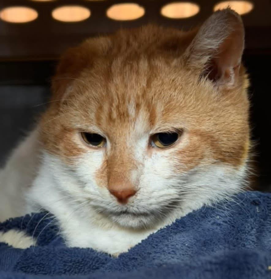 Enlarge Festus, a Adoptable Domestic Short Hair in Indiana, PA image 2/3