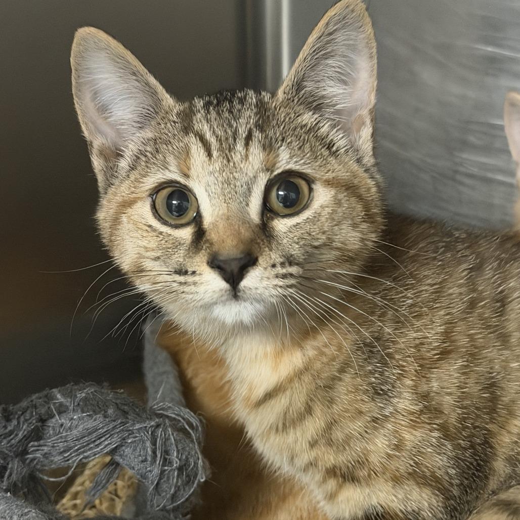 Enlarge Nerine, a Adoptable Domestic Short Hair in Marion, VA image 1/1