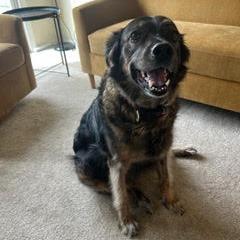 Enlarge Lily, a Adoptable mixed breed in San Mateo, CA image 1/5