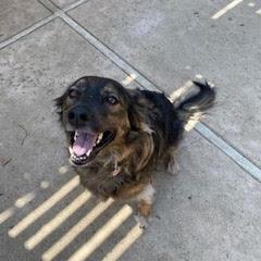 Enlarge Lily, a Adoptable mixed breed in San Mateo, CA image 2/5