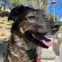 Enlarge Lily, a Adoptable mixed breed in San Mateo, CA image 3/5
