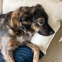 Enlarge Lily, a Adoptable mixed breed in San Mateo, CA image 4/5