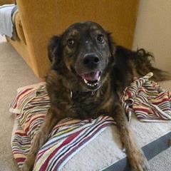 Enlarge Lily, a Adoptable mixed breed in San Mateo, CA image 5/5