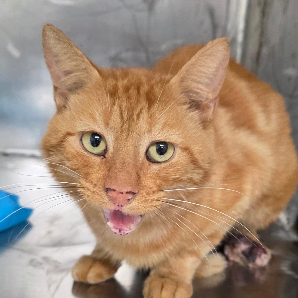Enlarge Woody, a Adoptable Domestic Short Hair in Bronson, FL image 1/1