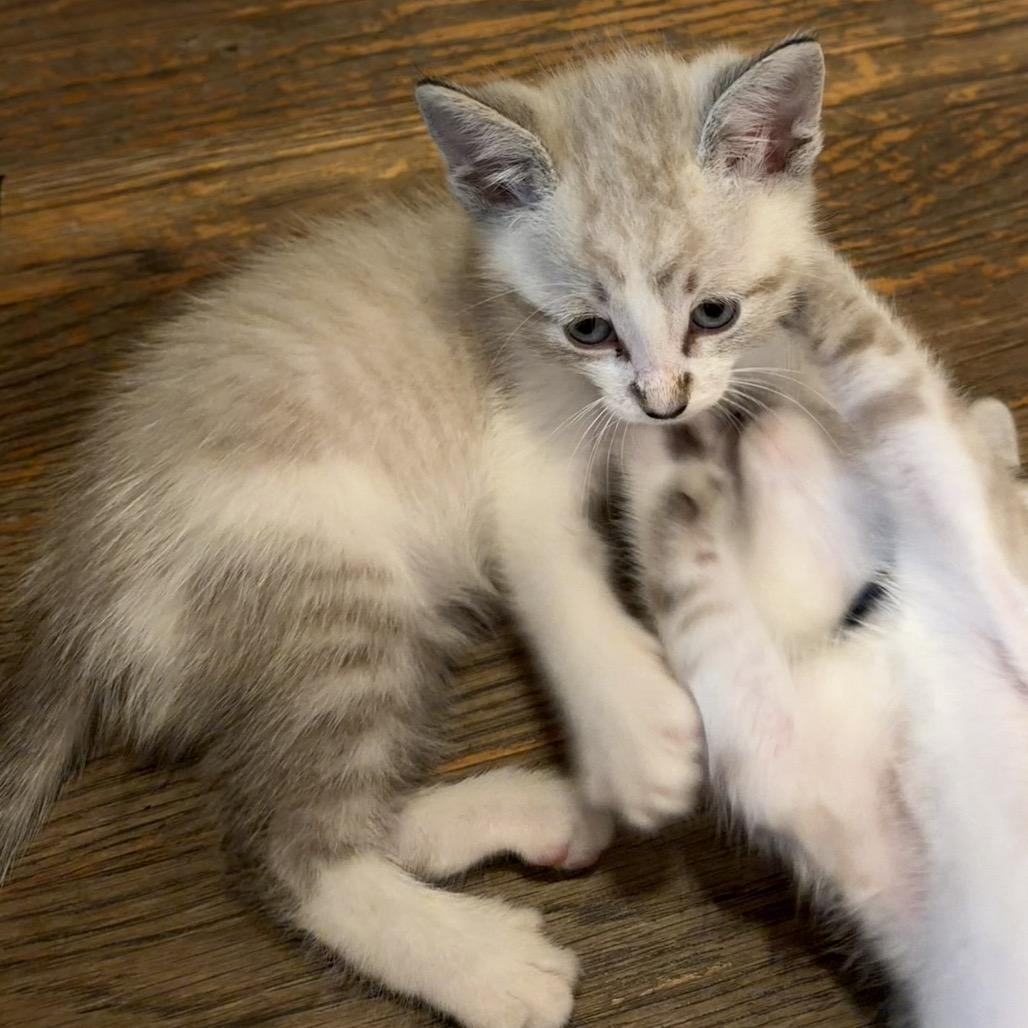 Enlarge Astro, a Adoptable Domestic Short Hair in Williston, FL image 2/2